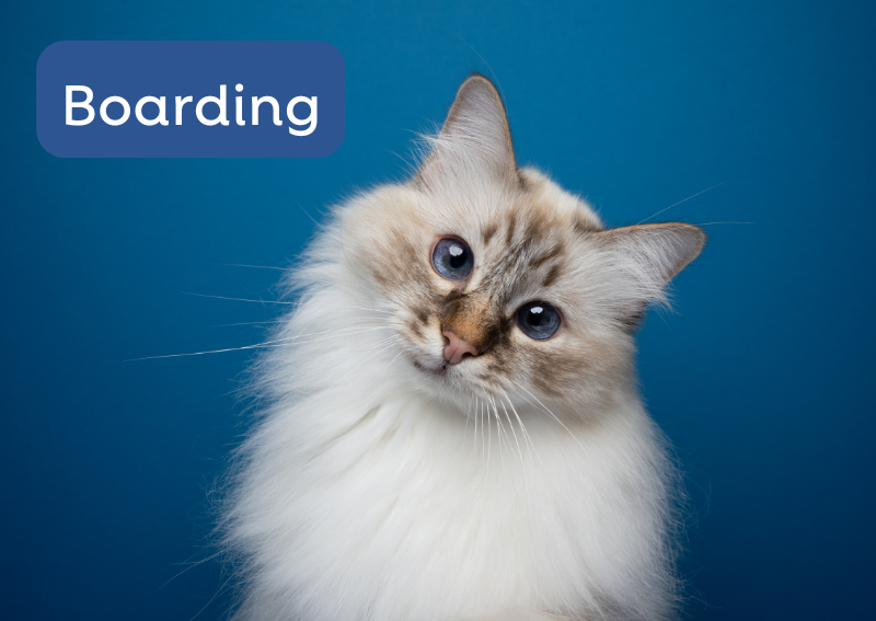 Carousel Slide 4: Ask about our safe and luxurious pet boarding